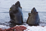 Two male elephants seals with tracking devices