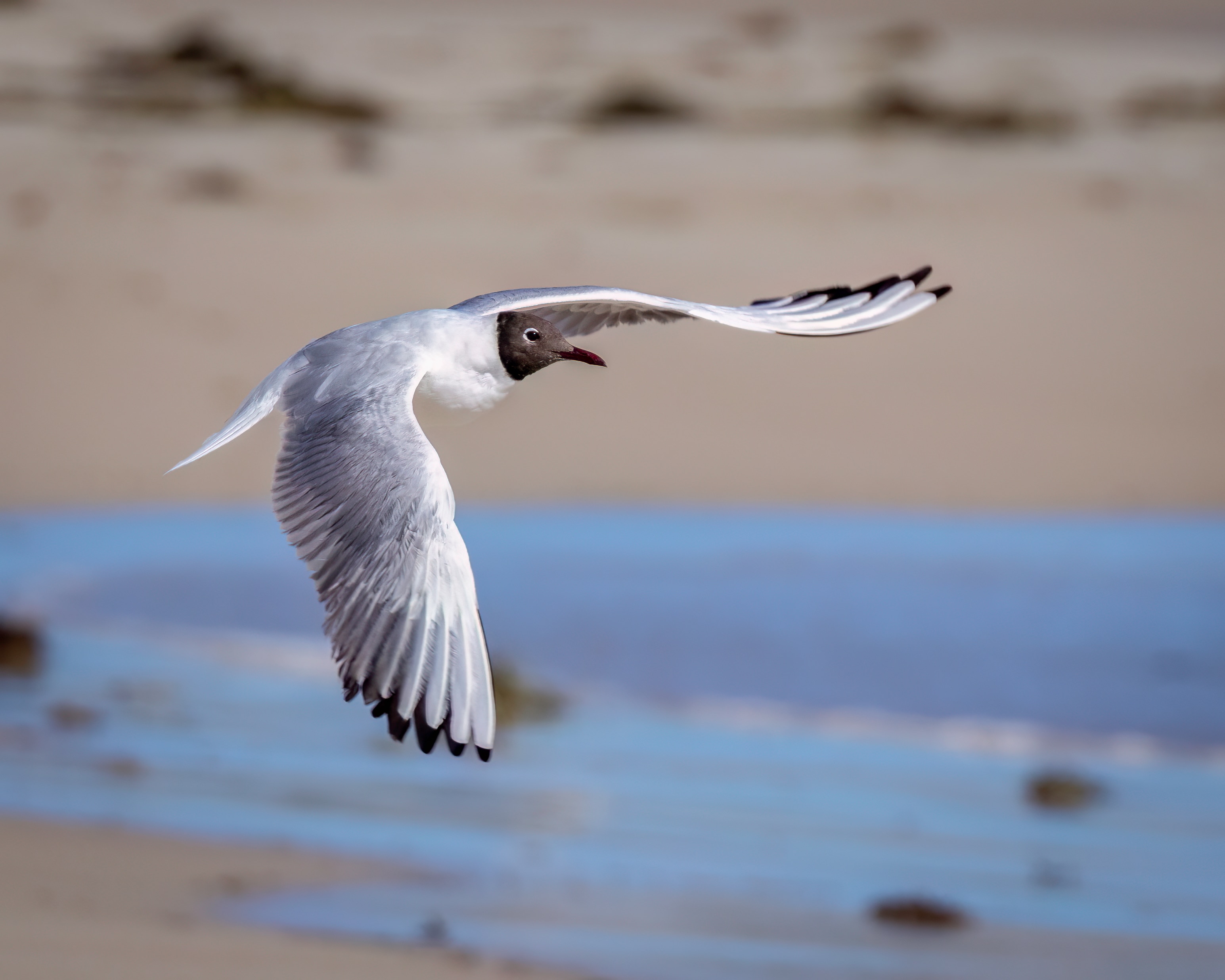 Rare bird sighting excites twitchers