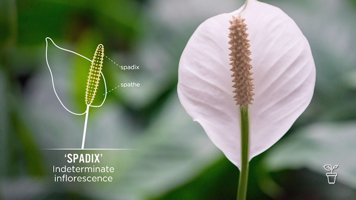 White flower spike with graphic naming flower parts