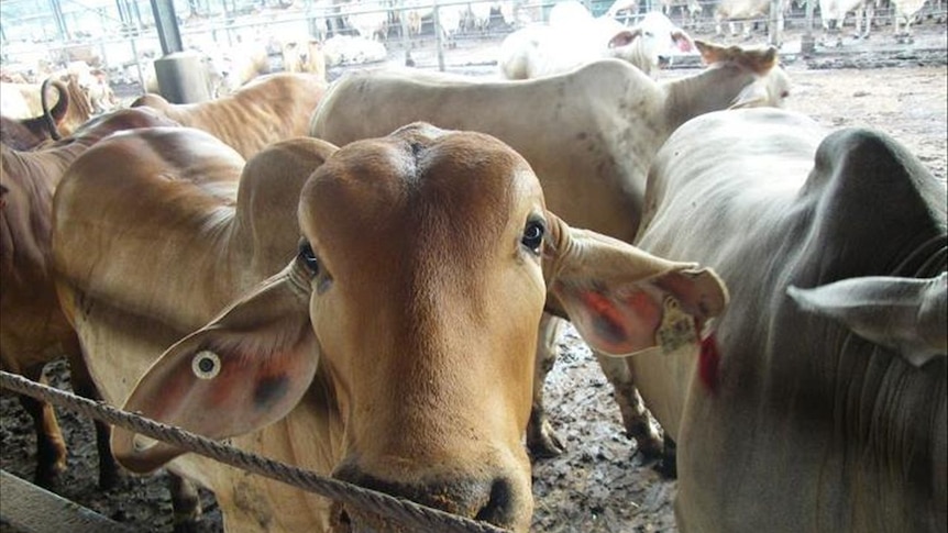 Cattle in indonesia