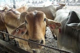 Cattle in indonesia