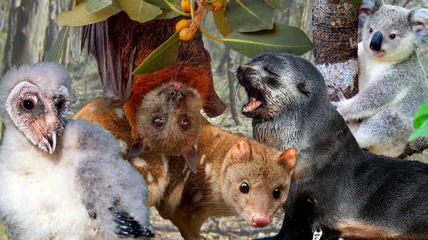 Composite image of an owlet, Flying Fox, Quoll, Seal and Koala.