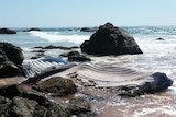 A dead whale on Nobbys Beach, Port Macquarie