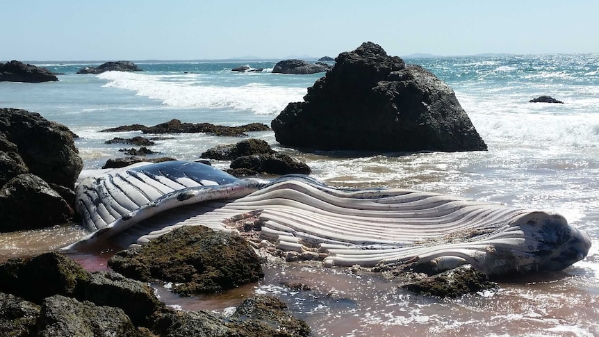 A dead whale on Nobbys Beach, Port Macquarie