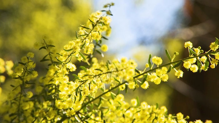 Close up image of yellow wattle flowers