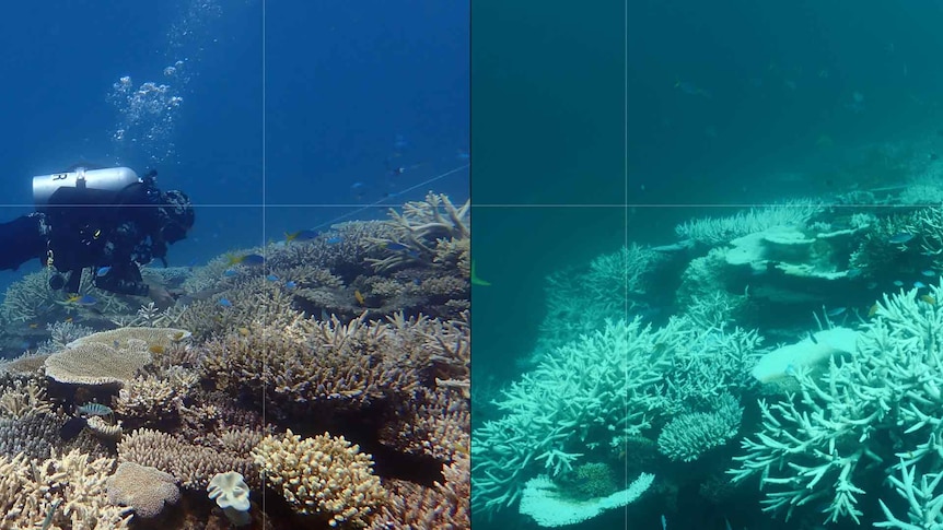 Two images of reef side by side