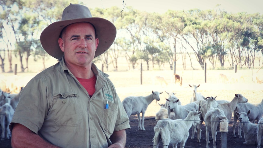 Goat farmer Mark Weston stands in front of a herd of dairy goats.