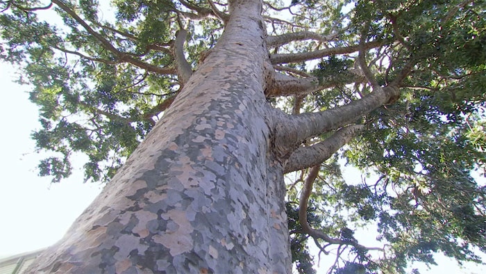 Looking up the trunk of a speckled eucalypt tree