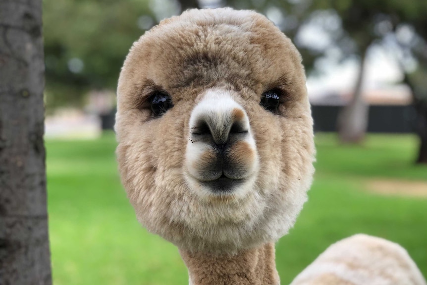 A well-groomed alpaca named Alfie looks at the camera