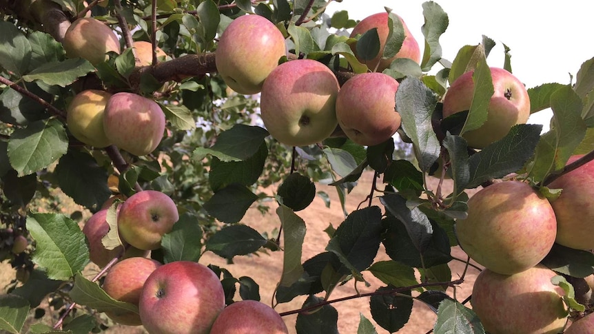 Apples growing along a tree branch near Armidale NSW