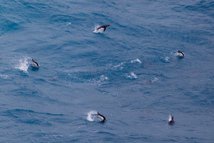 Rockhopper Ppenguins swimming near Heard Island