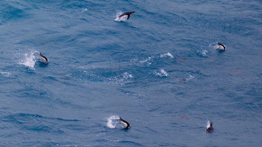 Rockhopper Ppenguins swimming near Heard Island