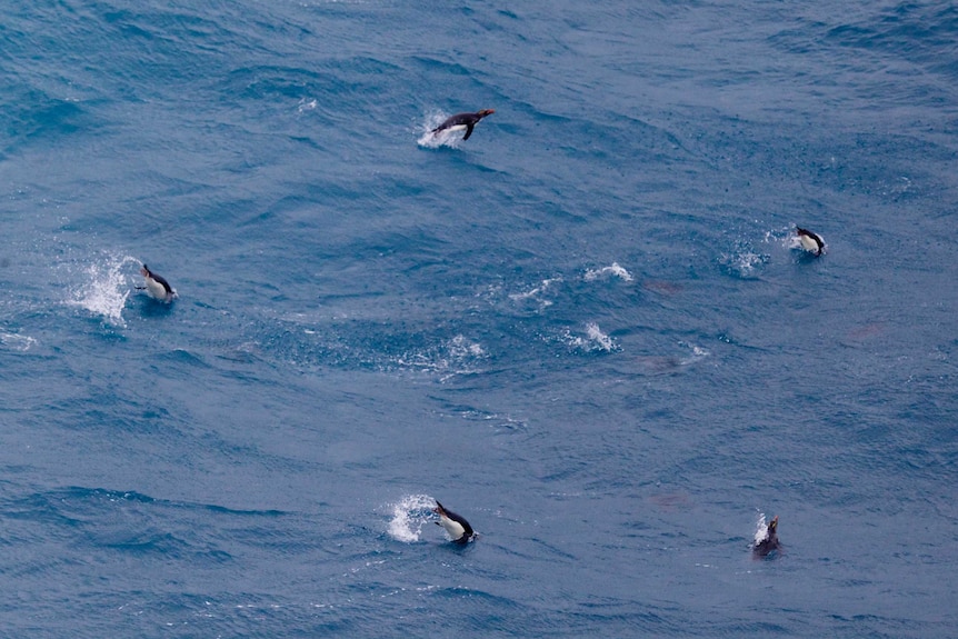 Rockhopper Ppenguins swimming near Heard Island