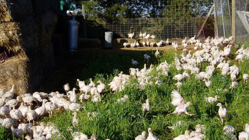 Turkeys roam in a grassy pen