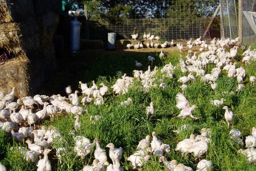 Turkeys roam in a grassy pen