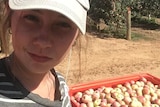 Backpacker Kira Heythekker next to a bin of apples