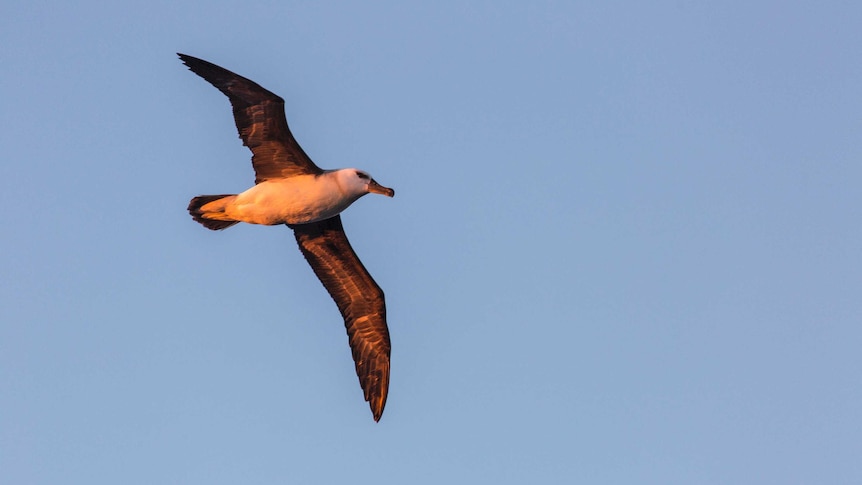 An immature black-browed albatross flies across the back of the RV Investigator.