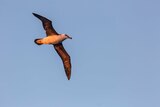 An immature black-browed albatross flies across the back of the RV Investigator.