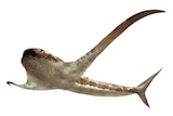An illustration of a shark with extremely long side fins