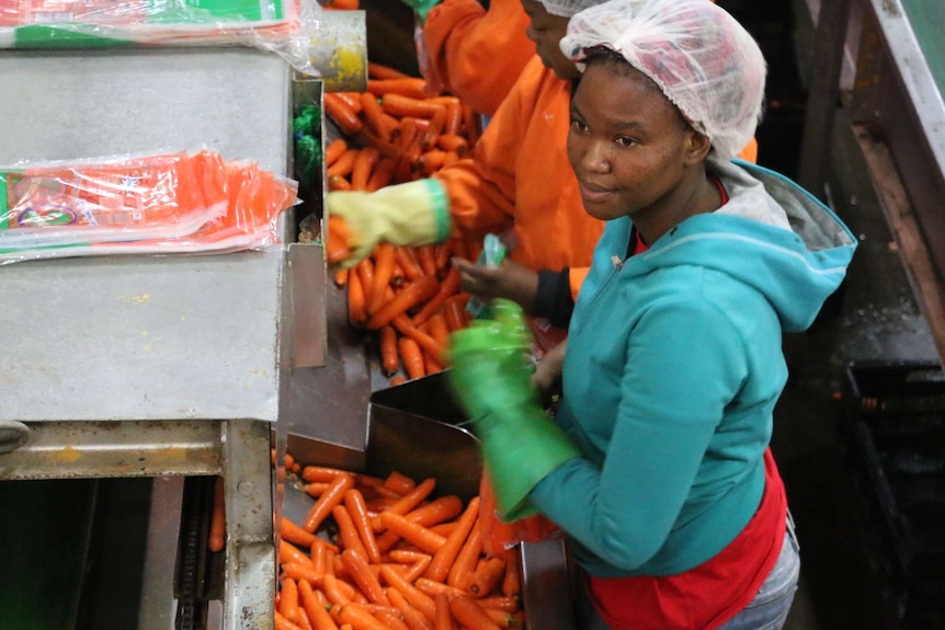 worker bags carrots south africa