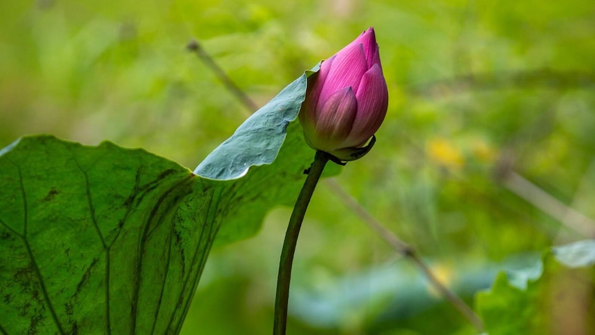 A flower bud