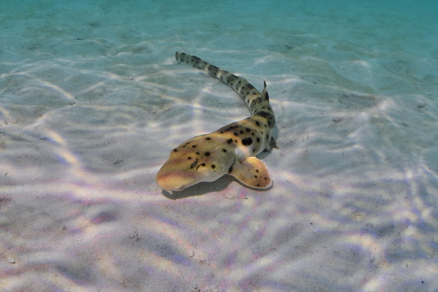 A speckled shark in the shallows at a beach.