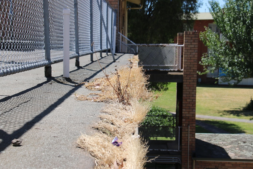 Weeds growing on a public housing building.