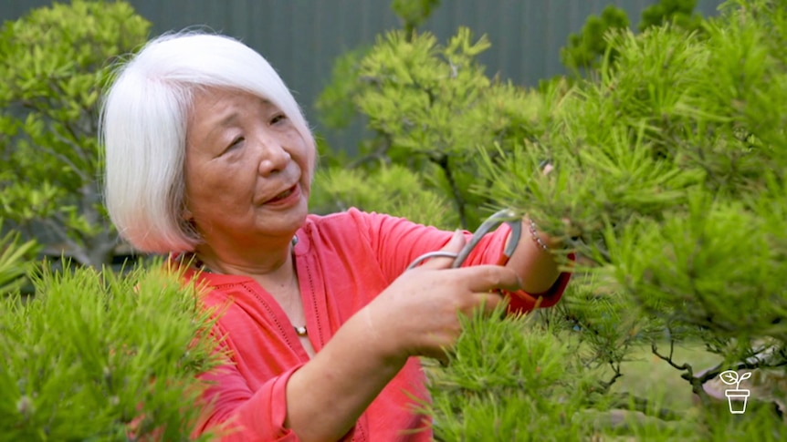 Woman pruning bonsai tree