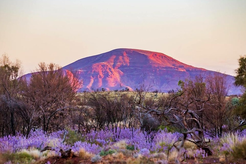 Wildflowers at the base of a mountain at sunrise.