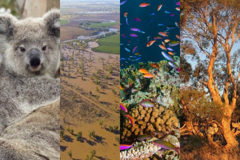 A composite image of a koala, a floodplain, a coral reef and a gum tree in scrub.