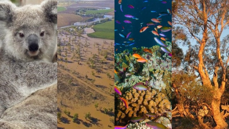 A composite image of a koala, a floodplain, a coral reef and a tree in scrub.