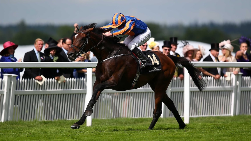 Ryan Moore riding Order of St George wins the 2016 Ascot Gold Cup on June 16, 2016.