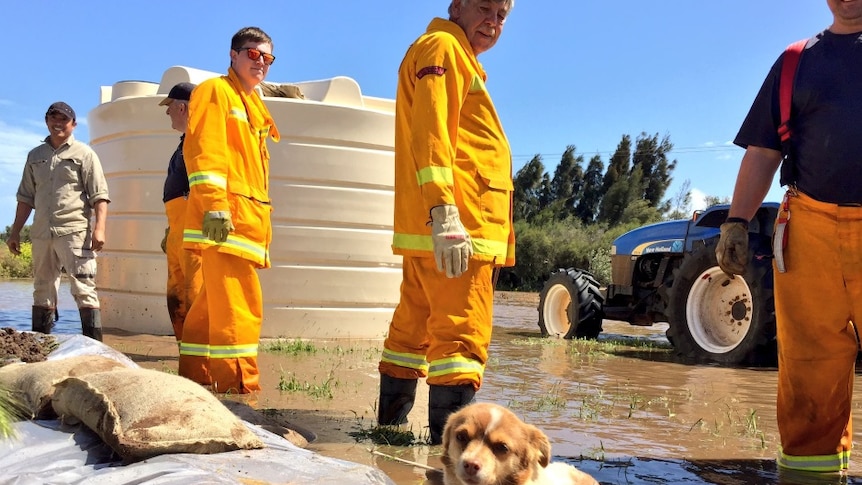 Victorian CFA volunteers sandbagging.