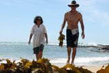 Jo Lane and Warren Atkins collecting kelp