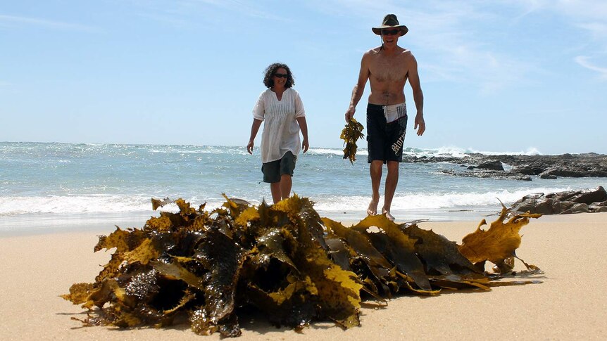 Jo Lane and Warren Atkins collecting kelp