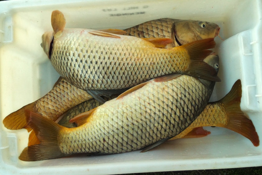 Carp in a bucket.