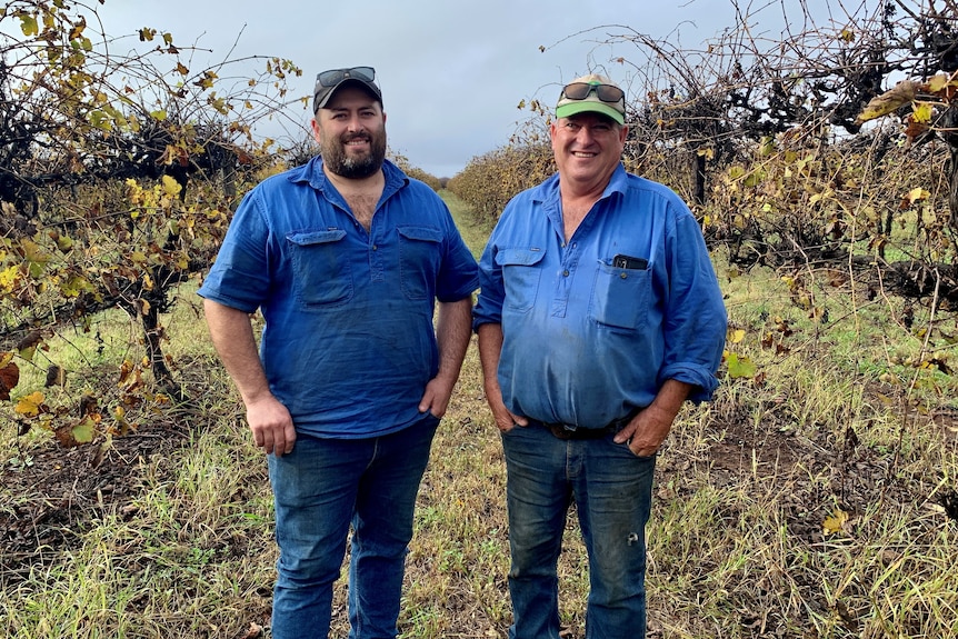 Two men stand in a line of vineyards
