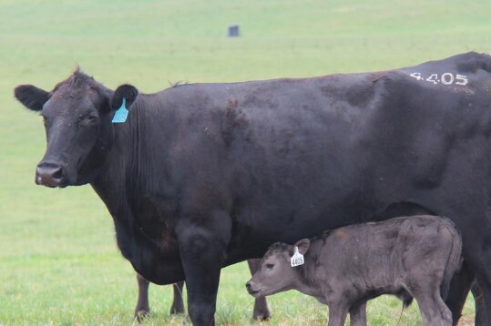 A cow with a calf
