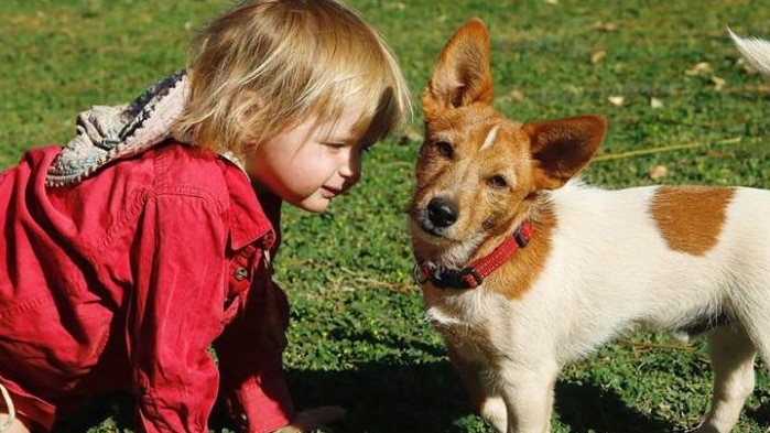 A girl in a red jacket on all fours on the grass next to a brown and white Jack Russell terrier dog.