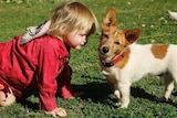 A girl in a red jacket on all fours on the grass next to a brown and white Jack Russell terrier dog.