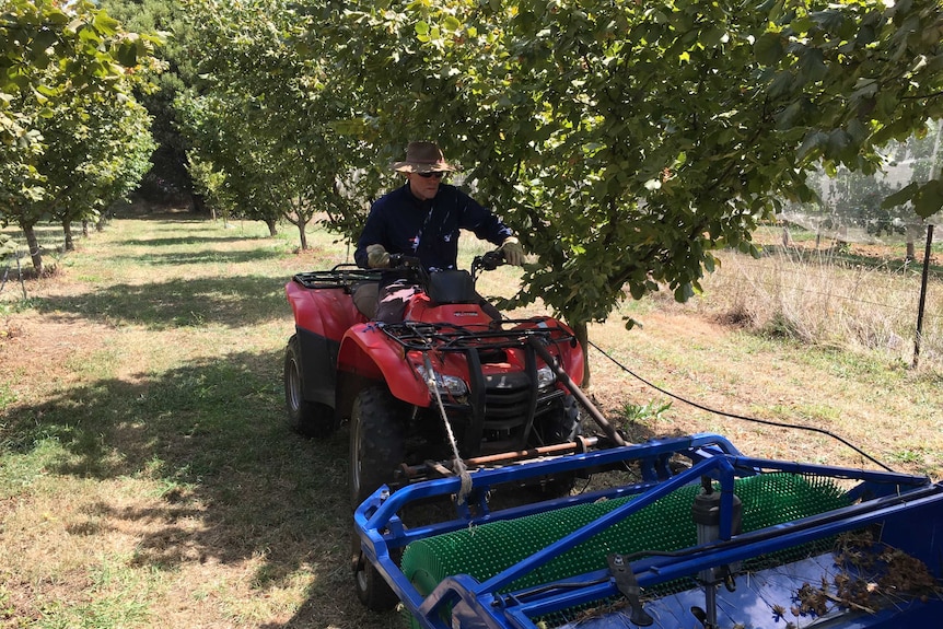 farmer on a quad bike with a sweeper out front driving under hazelnut trees.