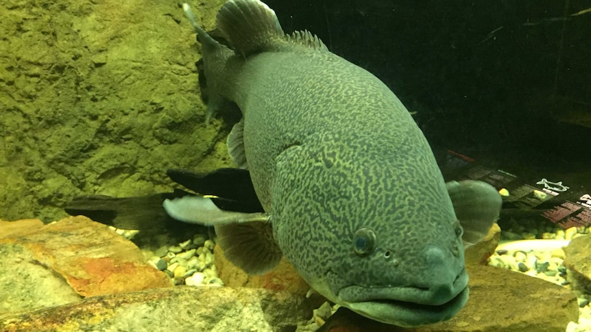 Murray cod swimming in aquarium