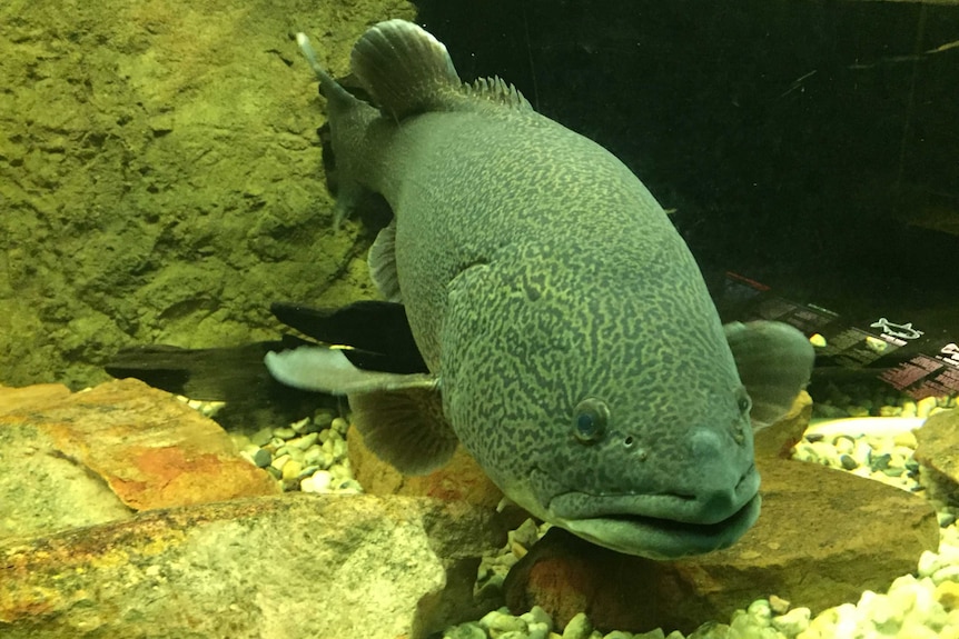 Murray cod swimming in aquarium.