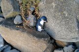 Dead penguin at Stanley