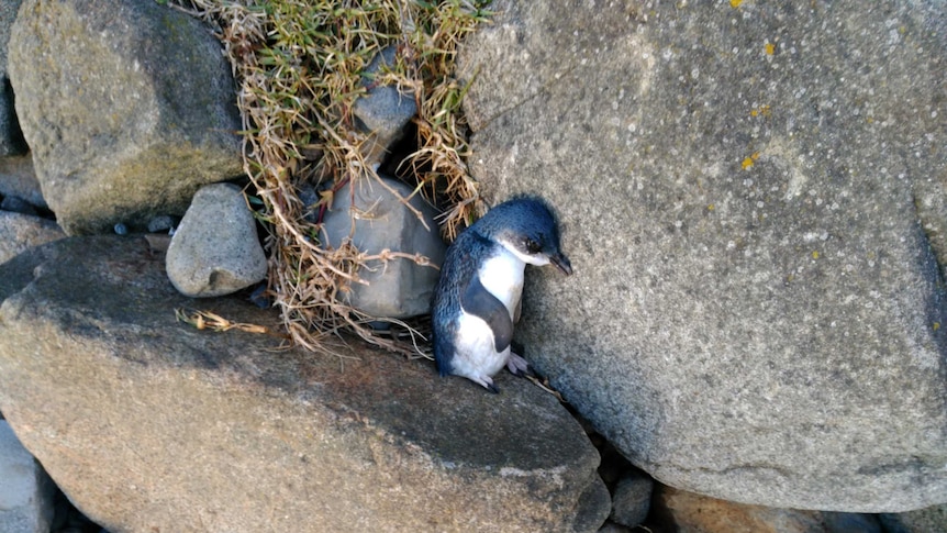 Dead penguin at Stanley