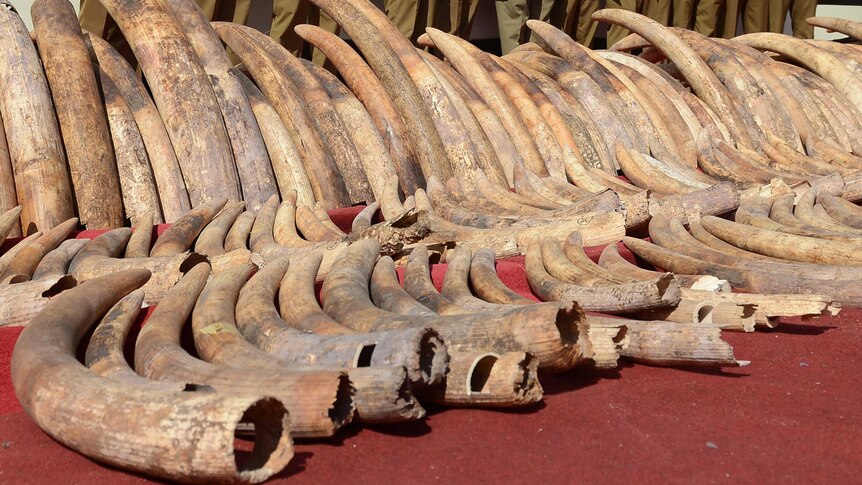 Seized ivory tusks are seen before being destroyed in Colombo.