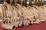 Seized ivory tusks are seen before being destroyed in Colombo.