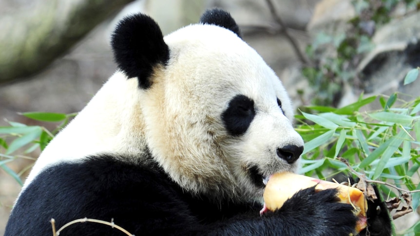 Giant Panda Mei Xiang enjoys a fruitscicle, January 20, 2011 at the Smithsonian Institution's National Zoo in Washington, DC.