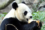 Giant Panda Mei Xiang enjoys a fruitscicle, January 20, 2011 at the Smithsonian Institution's National Zoo in Washington, DC.