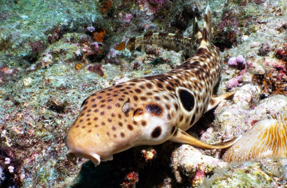New species of walking sharks discovered in PNG